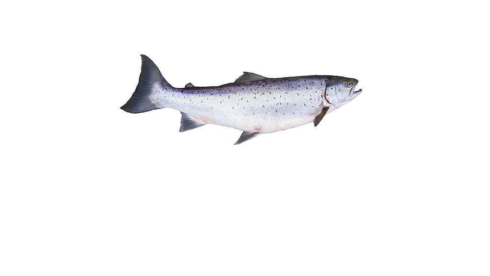 Salmon & Steelhead Fishing Gear – United Tackle Shops