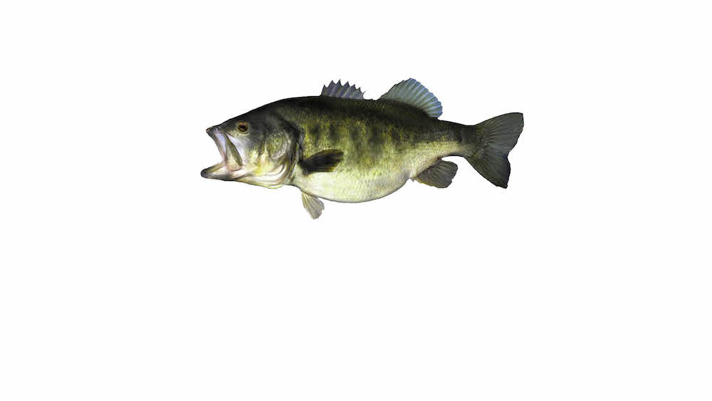 Photo of bass fish