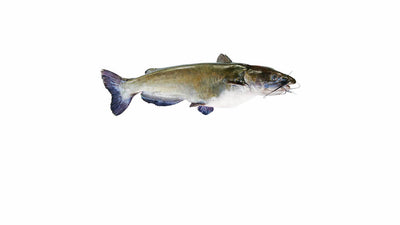 Photo of catfish