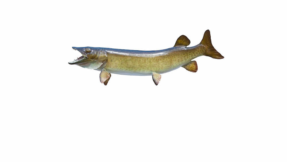 Photo of muskie fish