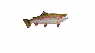 Photo of trout fish